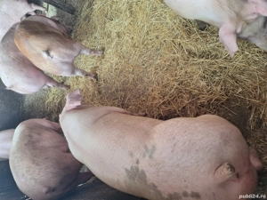 Vand porci de taiat - imagine 3