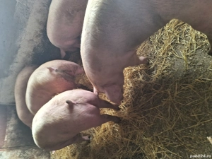 Vand porci de carne - imagine 4