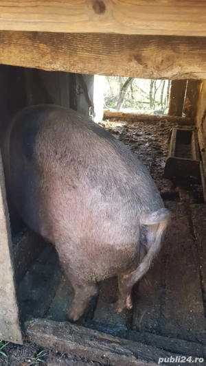 porci de vânzare  - imagine 3
