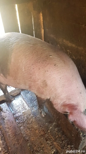 porci de vânzare  - imagine 4