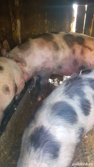 porci de vânzare  - imagine 2