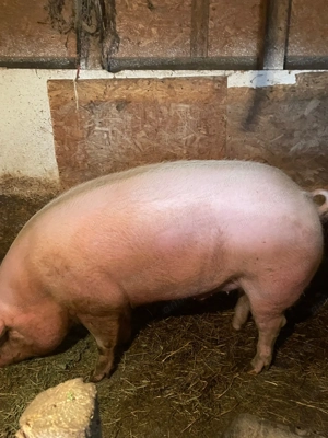 Porci de vanzare, criva de sus !