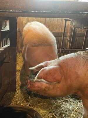 Porci de vanzare, criva de sus ! - imagine 2