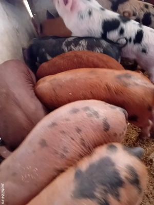 vând purcei 9 săptămâni 220 lei - imagine 2