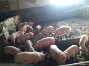 vand porci si arvonesc pentru Crăciun 
