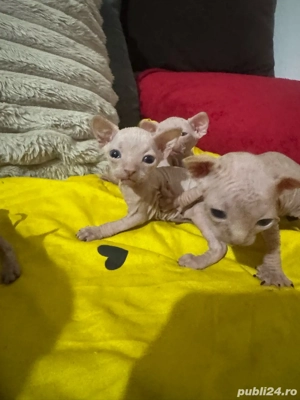 Sphynx puiuti - imagine 2