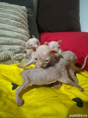 Sphynx puiuti - imagine 3