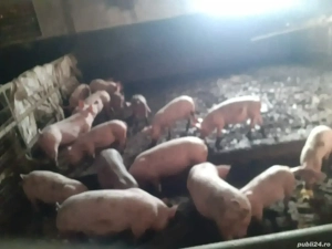 vand porci si arvonesc pentru Crăciun  - imagine 2