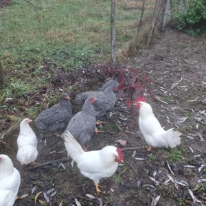 Vînd cocoșei rasă playmondh rok barat  - imagine 2