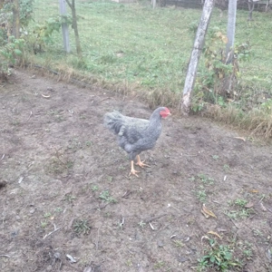 Vînd cocoșei rasă playmondh rok barat  - imagine 4