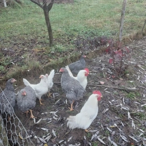 Vînd cocoșei rasă playmondh rok barat  - imagine 5