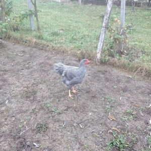 Vînd cocoșei rasă playmondh rok barat  - imagine 3