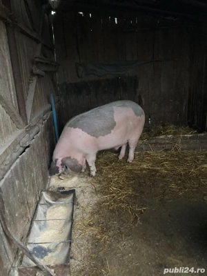 vand porci  - imagine 2