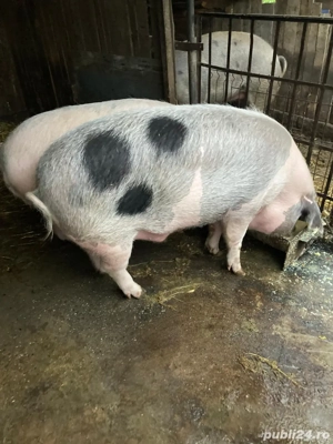 vand porci  - imagine 3