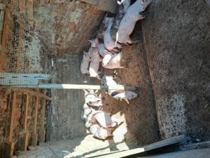 Vînd purcei - imagine 2