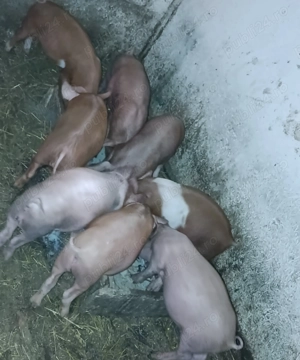 4 perechi purcei 7 săptămâni 