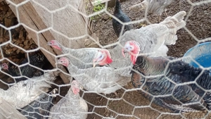 Curci și curcani Dolj olt - imagine 2