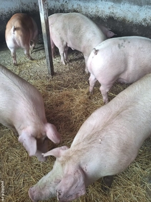 Vand porci - imagine 4