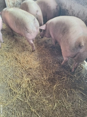 Vand porci de taiat - imagine 2