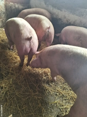 Vand porci - imagine 5