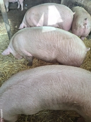 Vand Porci - imagine 2