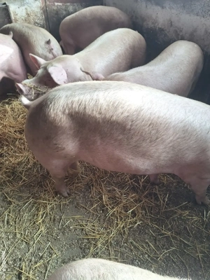 Vand Porci - imagine 5