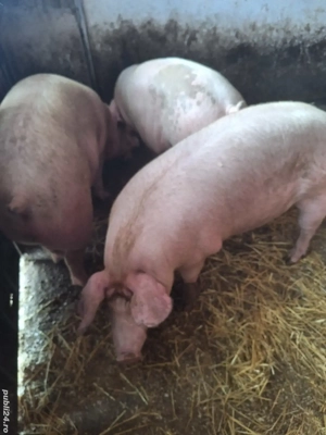 Vand Porci - imagine 3