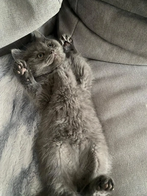 Metisi pufosi deosebiti 550 lei - imagine 4