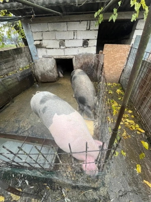 PORCI 160-170kg, Crescuti NATURAL, 16 lei kg, BEJAN, jud. HUNEDOARA - imagine 2