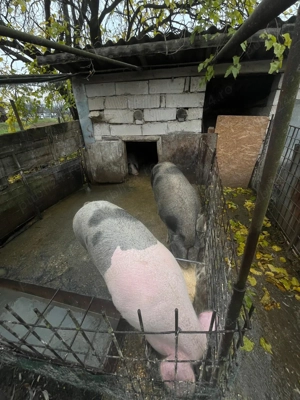 PORCI 160-170kg, Crescuti NATURAL, 16 lei kg, BEJAN, jud. HUNEDOARA