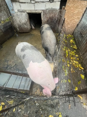 PORCI 160-170kg, Crescuti NATURAL, 16 lei kg, BEJAN, jud. HUNEDOARA - imagine 5