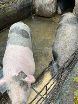 PORCI 160-170kg, Crescuti NATURAL, 16 lei kg, BEJAN, jud. HUNEDOARA - imagine 3