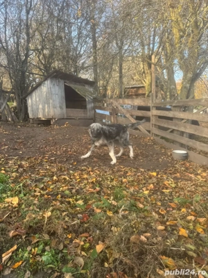 Catei de vanzare - imagine 4