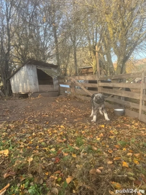 Catei de vanzare - imagine 5