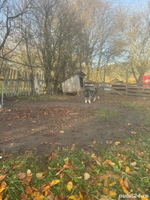 Catei de vanzare - imagine 3