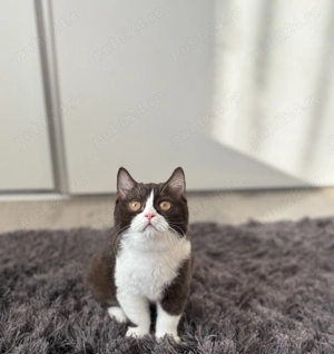 British shorthair cinamon