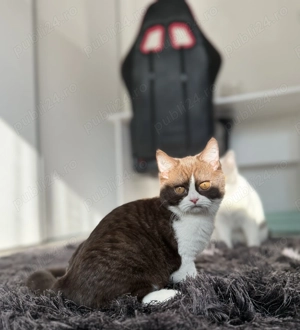 British shorthair chocolate - imagine 2