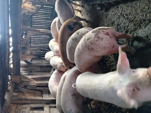 Vînd porcii de cașă