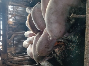 Vînd porcii de cașă - imagine 3