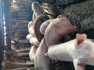 Vînd porcii de cașă - imagine 4