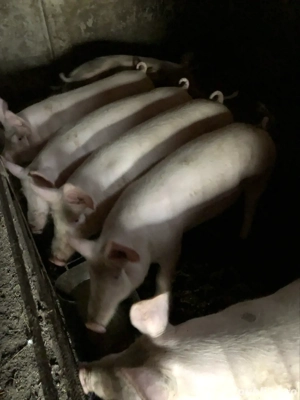 vand porci - imagine 2