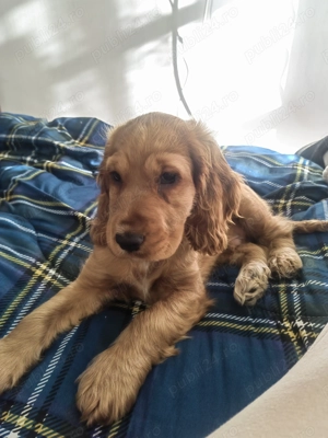 Vând mascul cocker spaniel vârstă 2 luni 