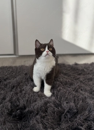 British shorthair chocolate - imagine 3