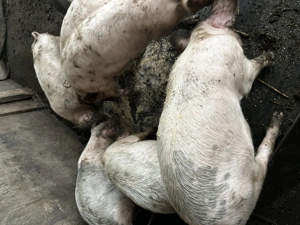 Vand purcei rasa landrace