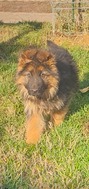 Mascul ciobănesc german cu păr lung.