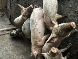 Vand purcei rasa landrace - imagine 4