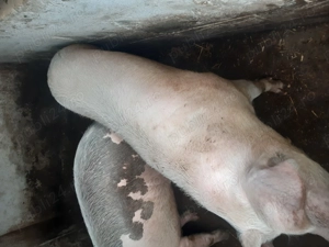 Porci de vânzare  - imagine 3