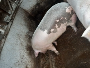 Porci de vânzare  - imagine 4