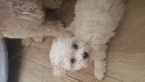 Sunt băiețel  și caut o familie și eu 