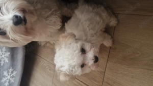 Sunt băiețel și caut o familie și eu